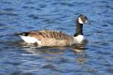 IMG_7720 Canada Goose.JPG